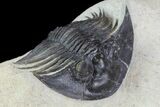 Platyscutellum Trilobite Fossil - Atchana, Morocco #96829-1